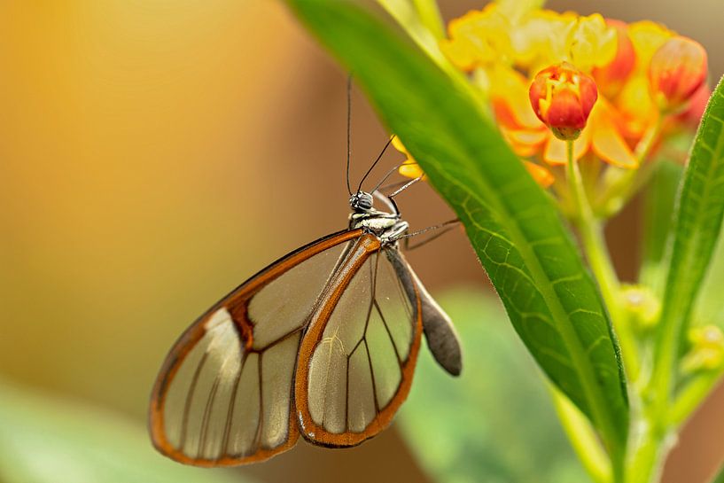 glass wing butterfly by gea strucks