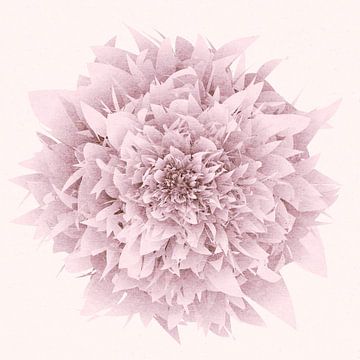 Pink soft dreams Zen rose. Digital mixed media art by Dina Dankers