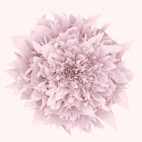 Roze zachte dromen Zen roos. Digitale mixed media kunst