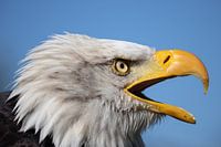 Profile American Eagle