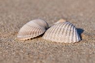 Muscheln am Strand von Ad Jekel Miniaturansicht