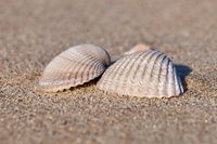 Schelpen op het strand