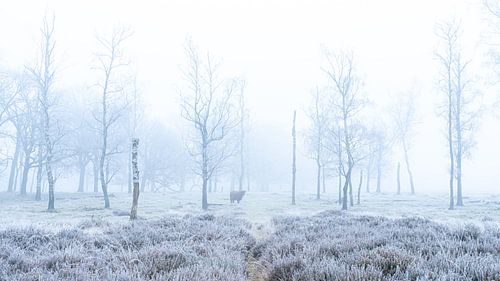 Misty morning