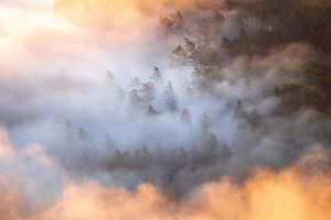 Morgennebel im Wald