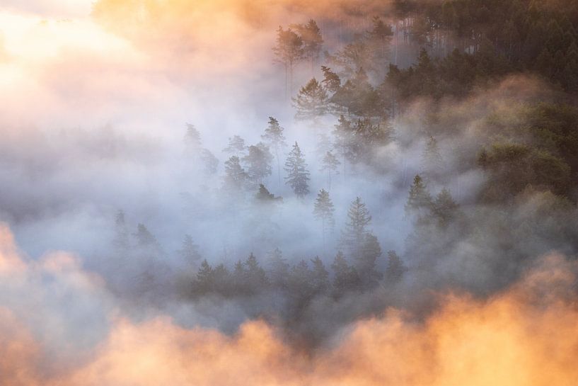 Morgennebel im Wald von Nils Steiner