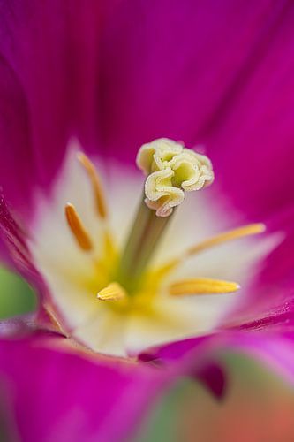 Farbenfrohe Blume