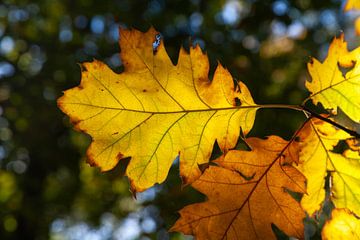 Autumnleafs in sunlight sur Nel Diepstraten