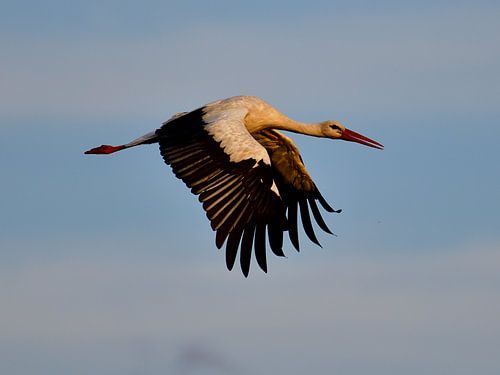 Ooievaar in de avondzon