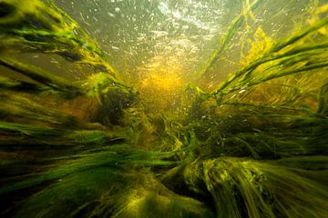 Underwater landscape by Matthijs de Vos