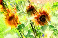 Art du tournesol
