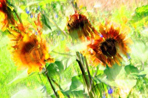 Sunflowers Art