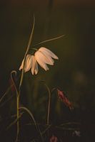 Kievitsbloem