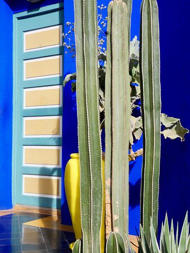 Cactussen in Jardin Majorelle in Marrakesh