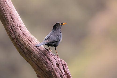 forest birds part 5