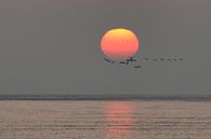 Trekvogels bij zonsopkomst par Bob Bleeker Aperçu