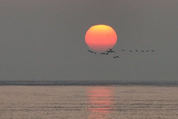 Trekvogels bij zonsopkomst van Bob Bleeker