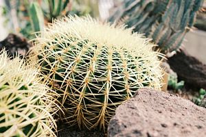Gros plan sur les cactus