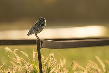 The silent sentinel of Aruba. the Aruban Burrowing Owl