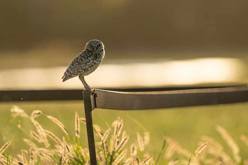 Der stille Wächter von Aruba: die arubanische Kanincheneule von Tim Leusink