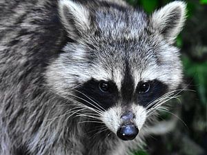 Waschbär