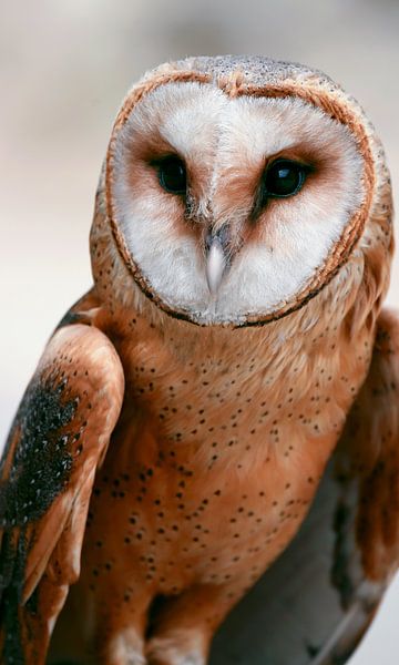 Majestic Owl by Hello Pompoyo