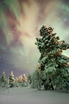 Northern lights with snow in Finland by rik janse