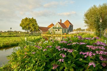 Zaanse Schans mit Hortensien von Ad Jekel