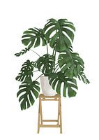 Monstera