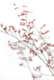 Fleurs roses délicates et filigranes sur branches, sur fond blanc et - photo 1 sur Studio17