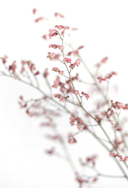 Delicate, filigree pink flowers on branches against a white background and - Image 1 by Studio17