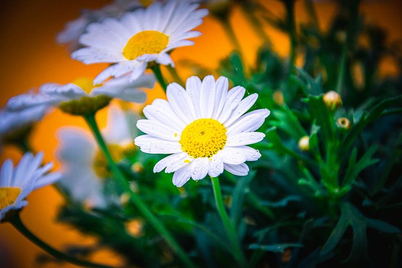 Shrub Marguerite by David Krause