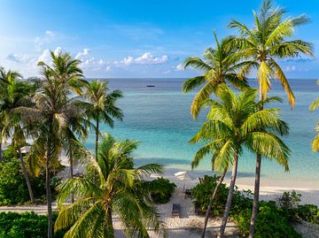Plage de palmiers sur Tilo Grellmann
