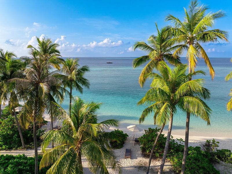 Plage de palmiers par Tilo Grellmann
