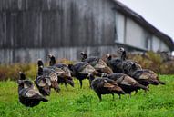 Wild turkeys in autumn by Claude Laprise thumbnail