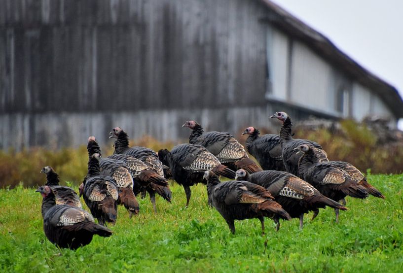 Wild turkeys in autumn by Claude Laprise