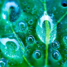 drops on leaf by Jeanne Weeda