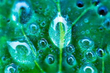 drops on leaf by Jeanne Weeda