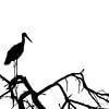 L'ombre d'une cigogne sur Foto Studio Labie