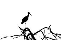 Die Schatten eines Storches