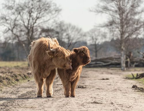 Schotse Hooglander met kalf