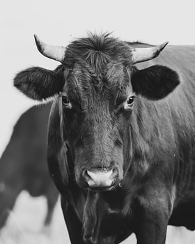 Gravitas – Portrait bovin en noir et blanc
