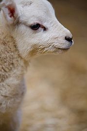 Lamb by Wim van der Geest