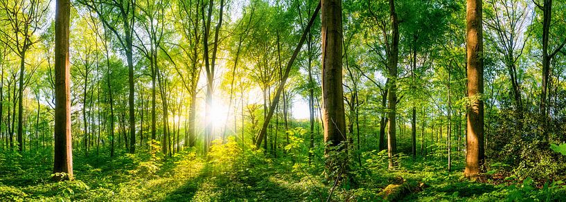 Lichtung im Wald bei Sonnenuntergang von Günter Albers