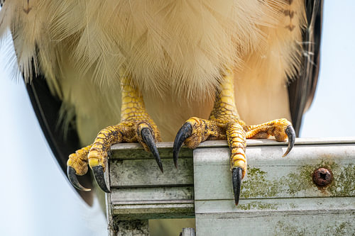 Close-up of the buzzard’s legs