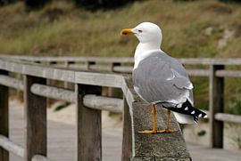 Möwe auf einem Steg auf Illa do Faro in Galizien von Lensw0rld