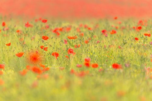 Paysage miniature de coquelicots