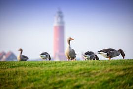 Geese on the Wadden dyke.