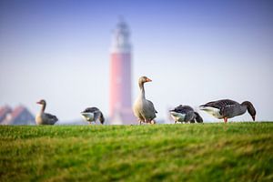 Ganzen op de Waddendijk. van Justin Sinner Pictures ( Fotograaf op Texel)