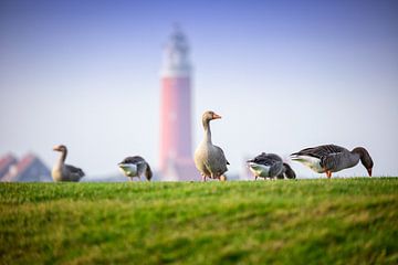 Geese on the Wadden dyke. by Justin Sinner Pictures ( Fotograaf op Texel)