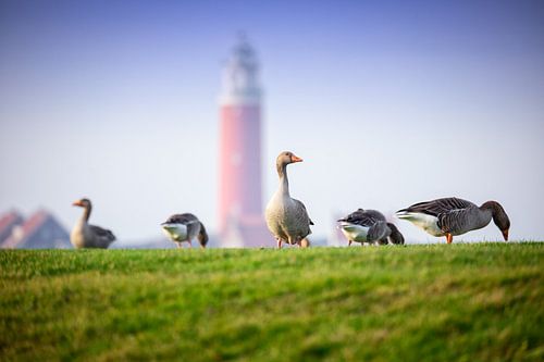 Ganzen op de Waddendijk.
